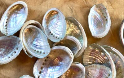 Aromates coquillages : sublimer vos plats avec 20 ml de saveurs
