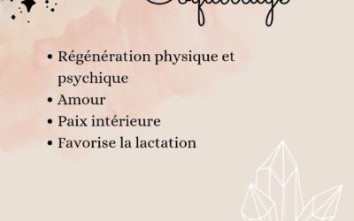 Conversion ml cl : dosage précis pour des coquillages savoureux