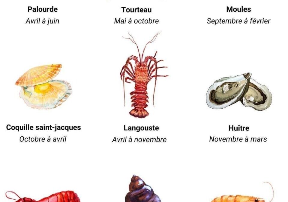 Conversion 16 oz ml : mesures précises pour vos recettes de fruits de mer