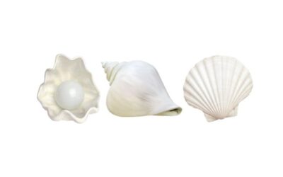 Conversion millilitres centilitres : 80 ml en cl pour des recettes de coquillages savoureuses