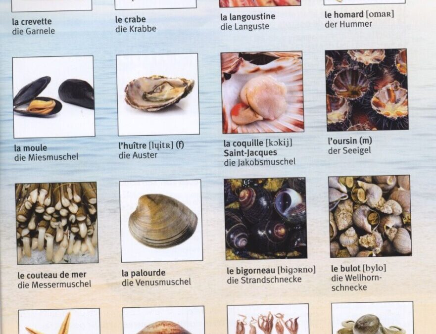 Fruits de mer riches en fer : bienfaits pour la ferritine et la santé