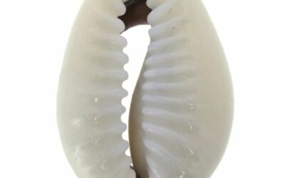 Conversion millilitres centilitres : réussir vos coquillages avec précision