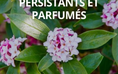 Arbustes fleuris persistants: votre jardin coloré toute l’année