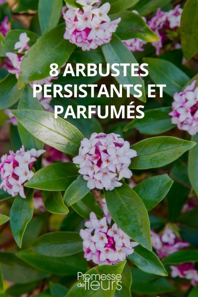 arbuste fleuri toute l'année