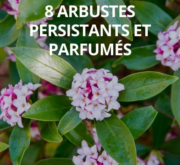 Arbustes fleuris persistants: votre jardin coloré toute l’année