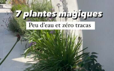 Plante extérieure résistante : les meilleures espèces en pot pour le gel et le soleil