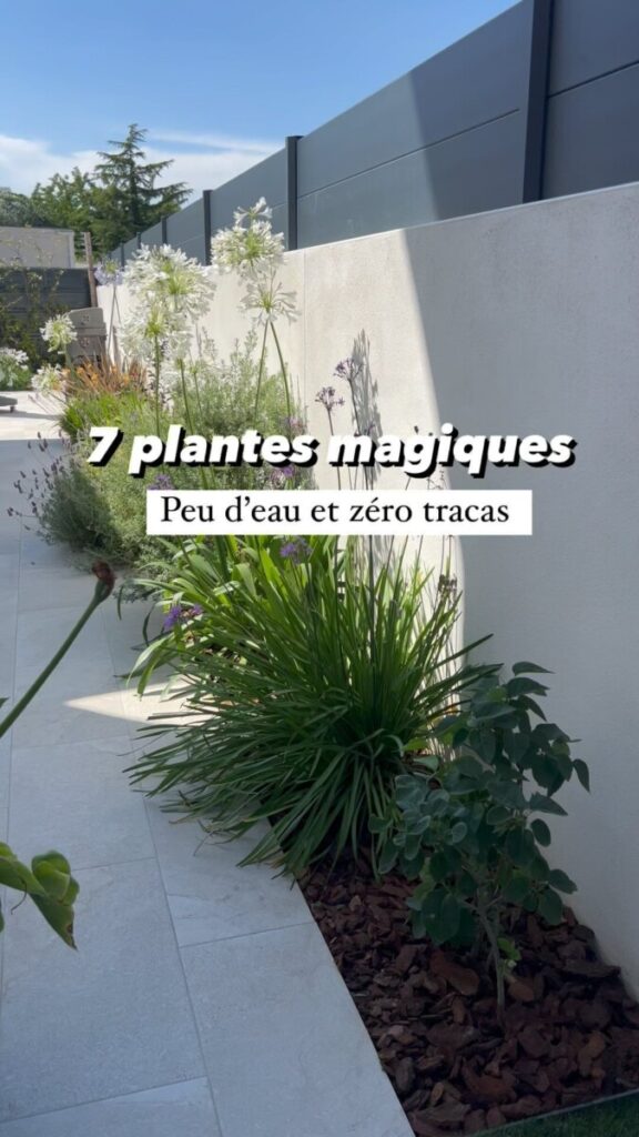 plante extérieur en pot résistant au gel et au soleil