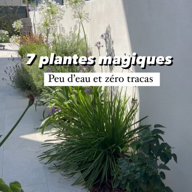 Plante extérieure résistante : les meilleures espèces en pot pour le gel et le soleil