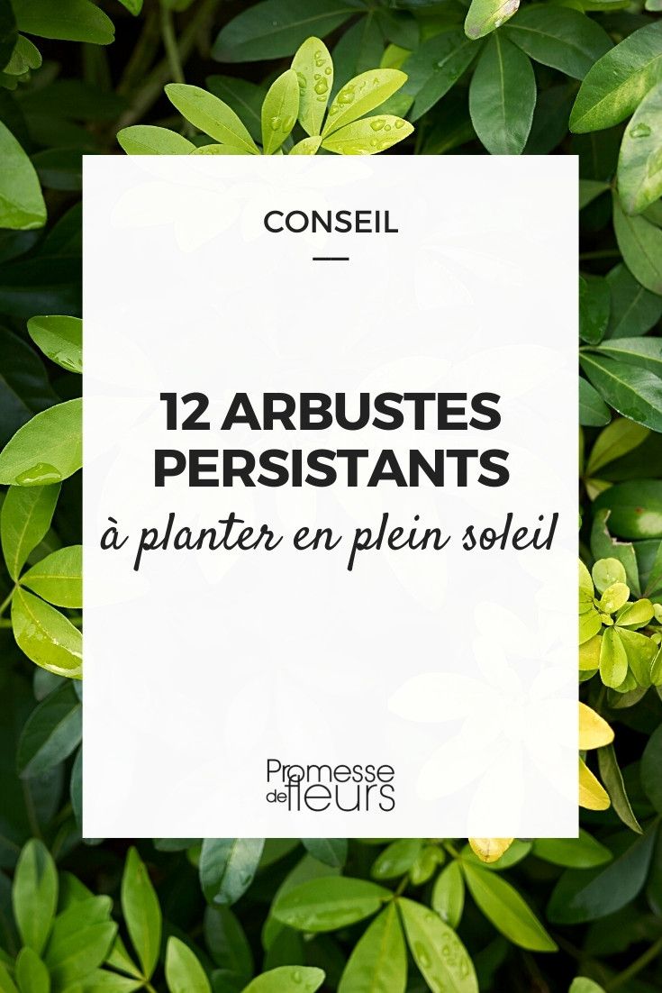 arbuste fleuri toute l'ann&eacute;e