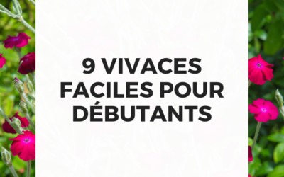 Vivaces fleuries annuelles: quelles plantes choisir et comment les entretenir