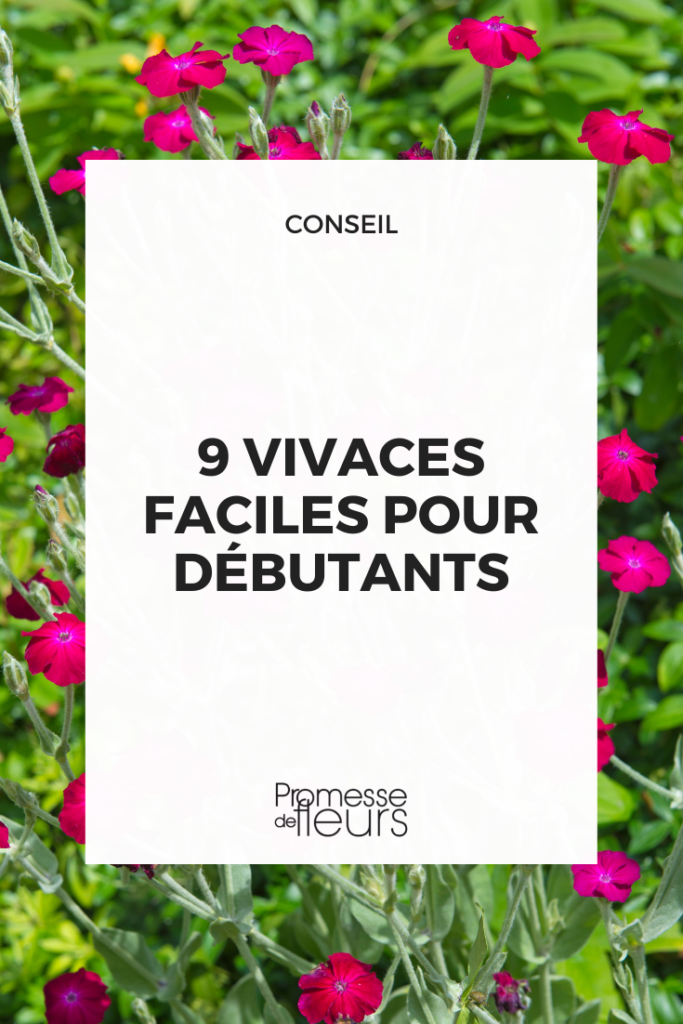 plantes vivaces fleuries toute l'année