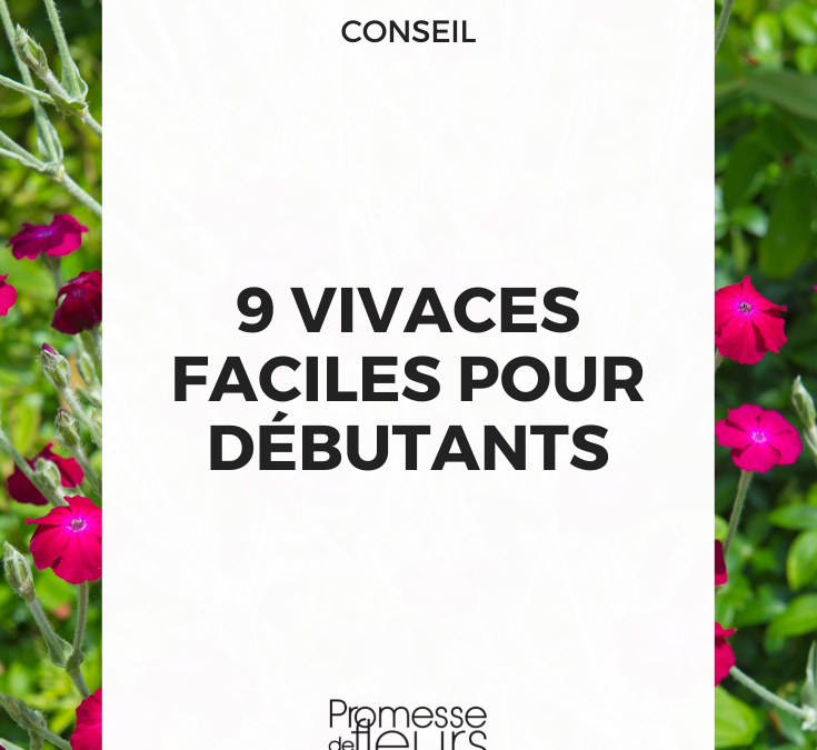 Vivaces fleuries annuelles: quelles plantes choisir et comment les entretenir