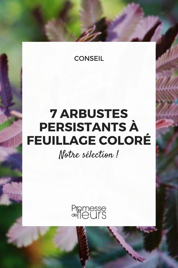 arbuste fleuri toute l'ann&eacute;e