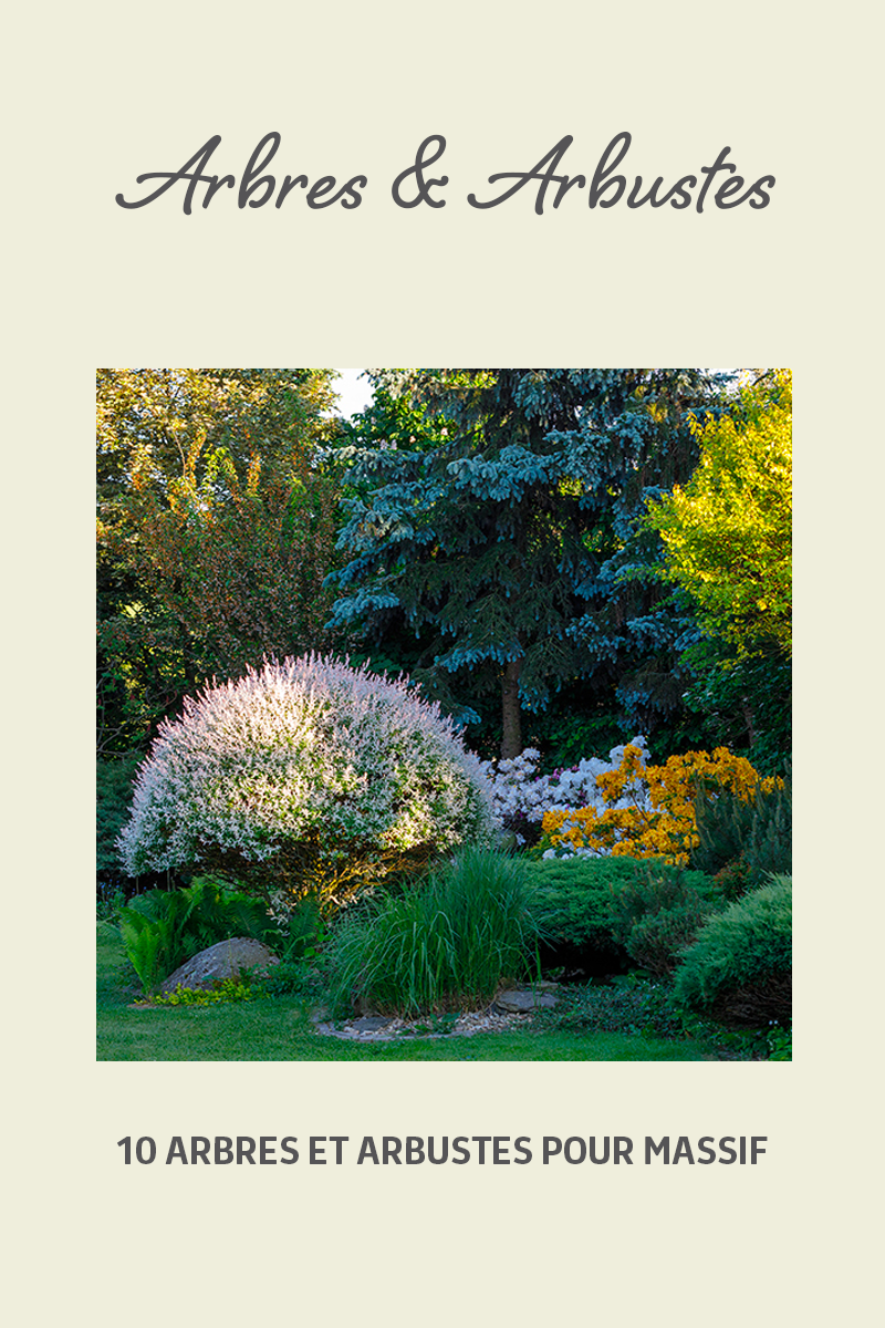 Arbustes persistants fleuris