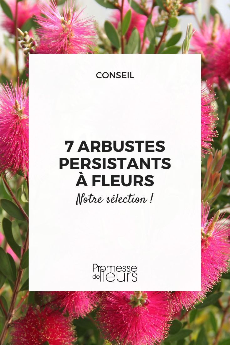 Arbustes persistants fleuris