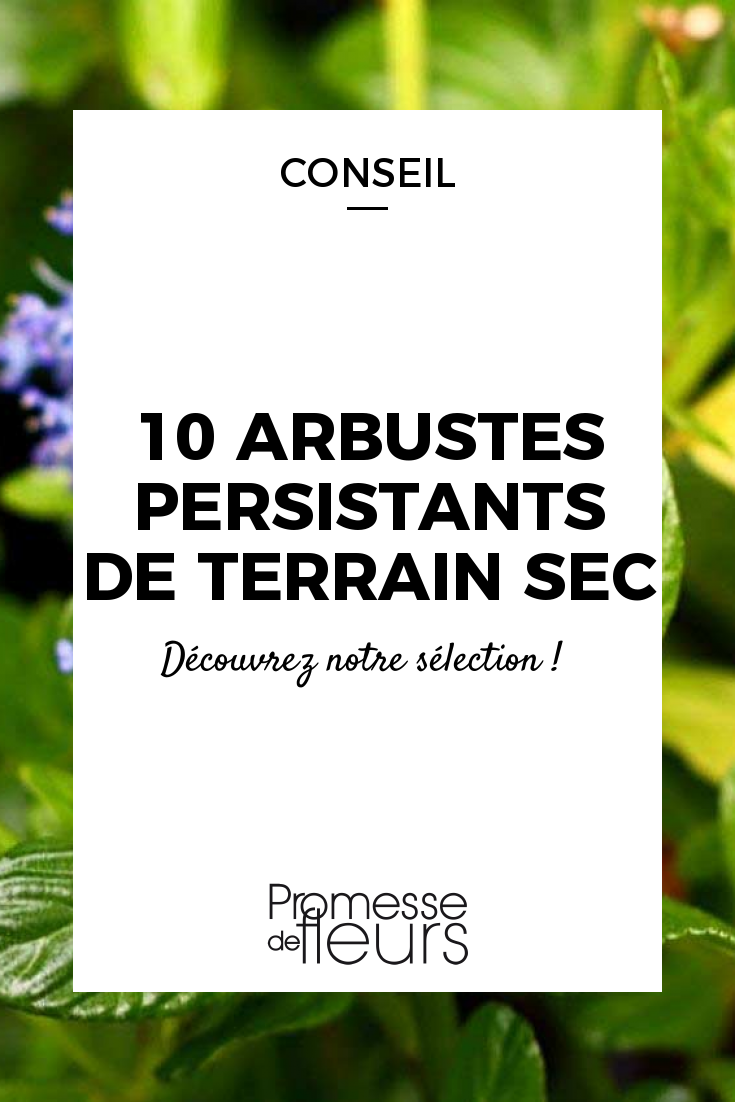 Arbustes persistants fleuris