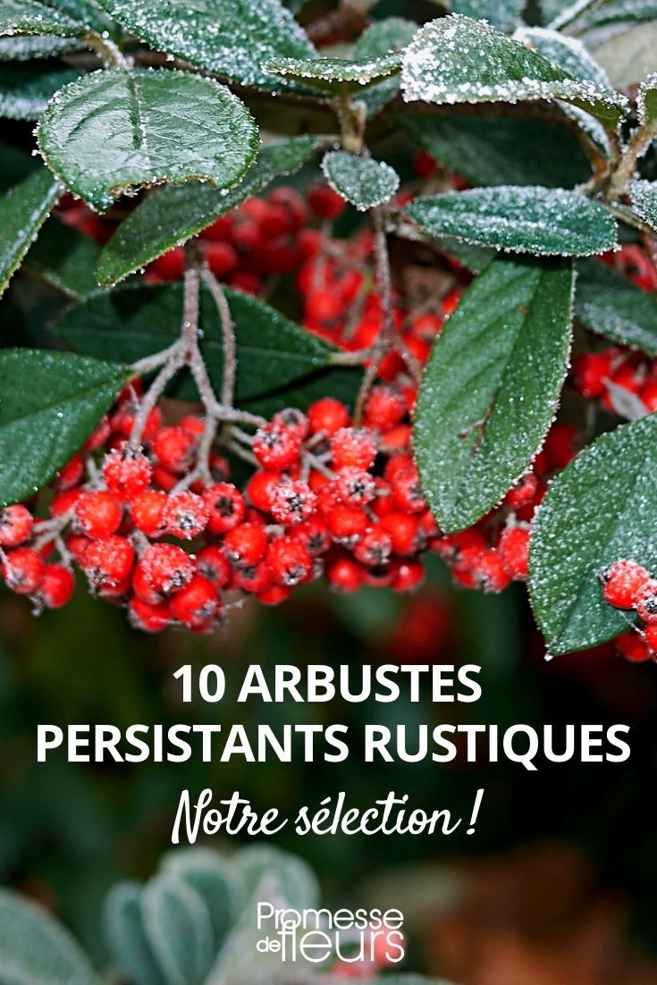 Arbustes persistants fleuris