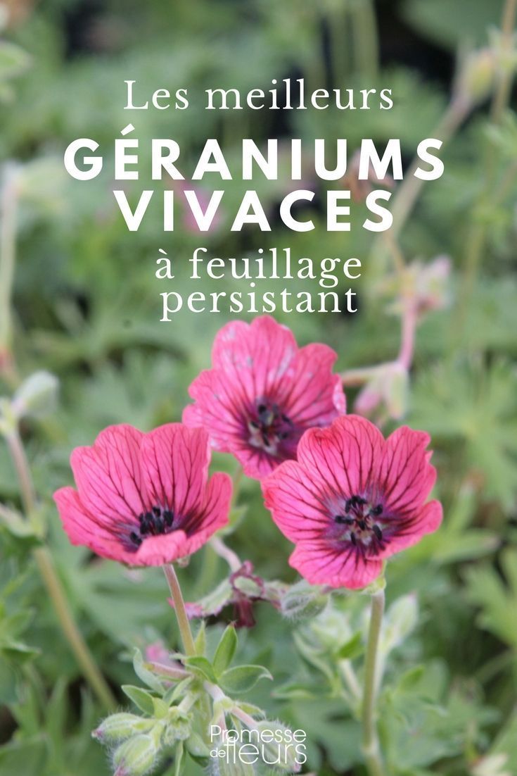 arbuste fleuri toute l'ann&eacute;e