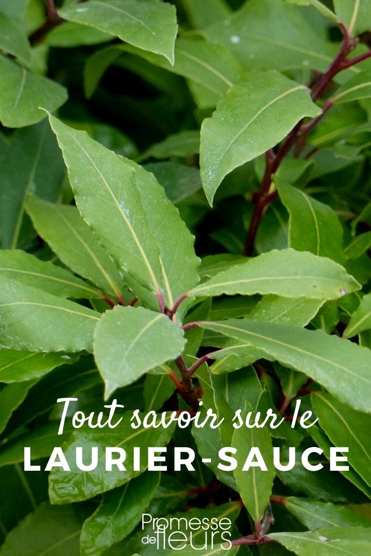 Platane murier feuilles