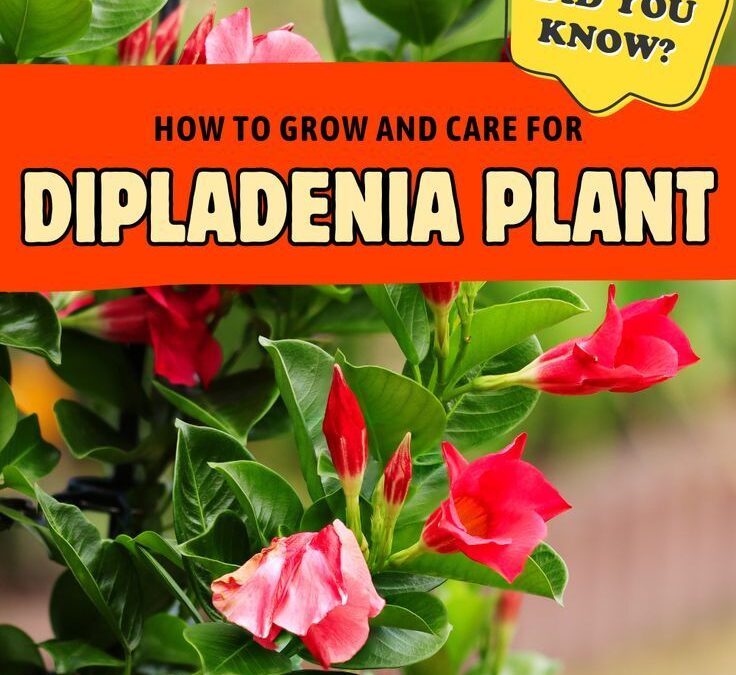 Jaunissement dipladenia : causes et solutions pratiques pour des feuilles en santé