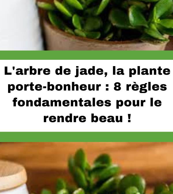 Bouturage crassula : guide pratique pour réussir votre arbre de jade