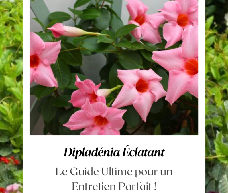 Feuilles de dipladénia qui jaunissent : causes et solutions pratiques