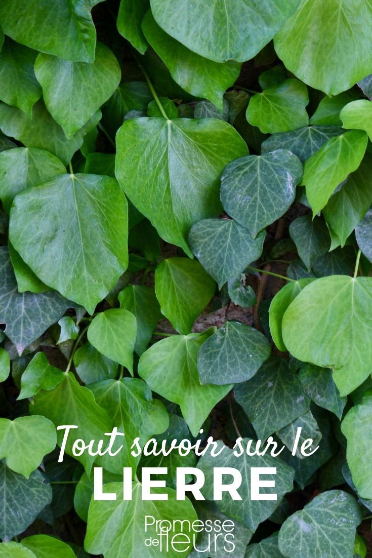 Platane murier feuilles