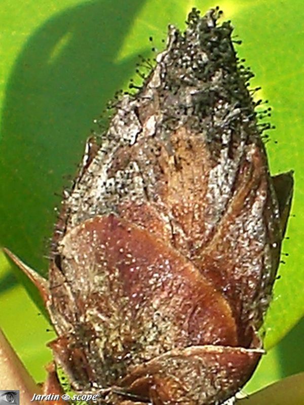 Maladie rhododendron jardin