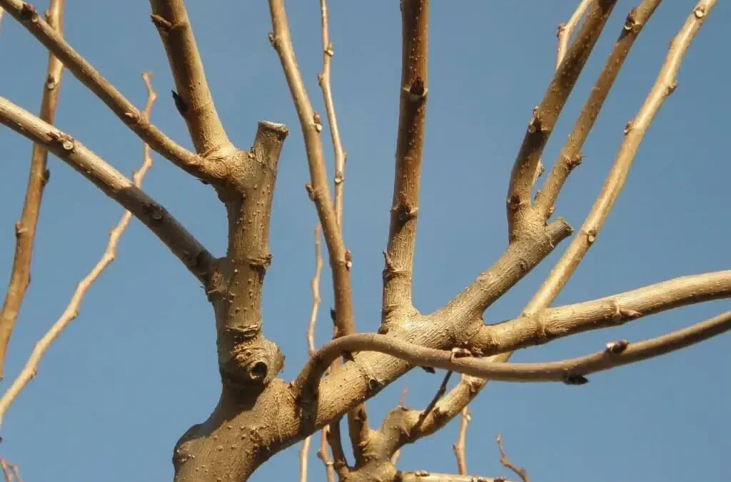 Guide pratique : reconnaître et traiter les maladies du platane murier