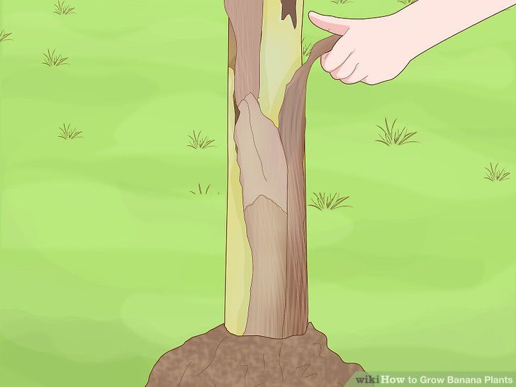 Platane murier traitement