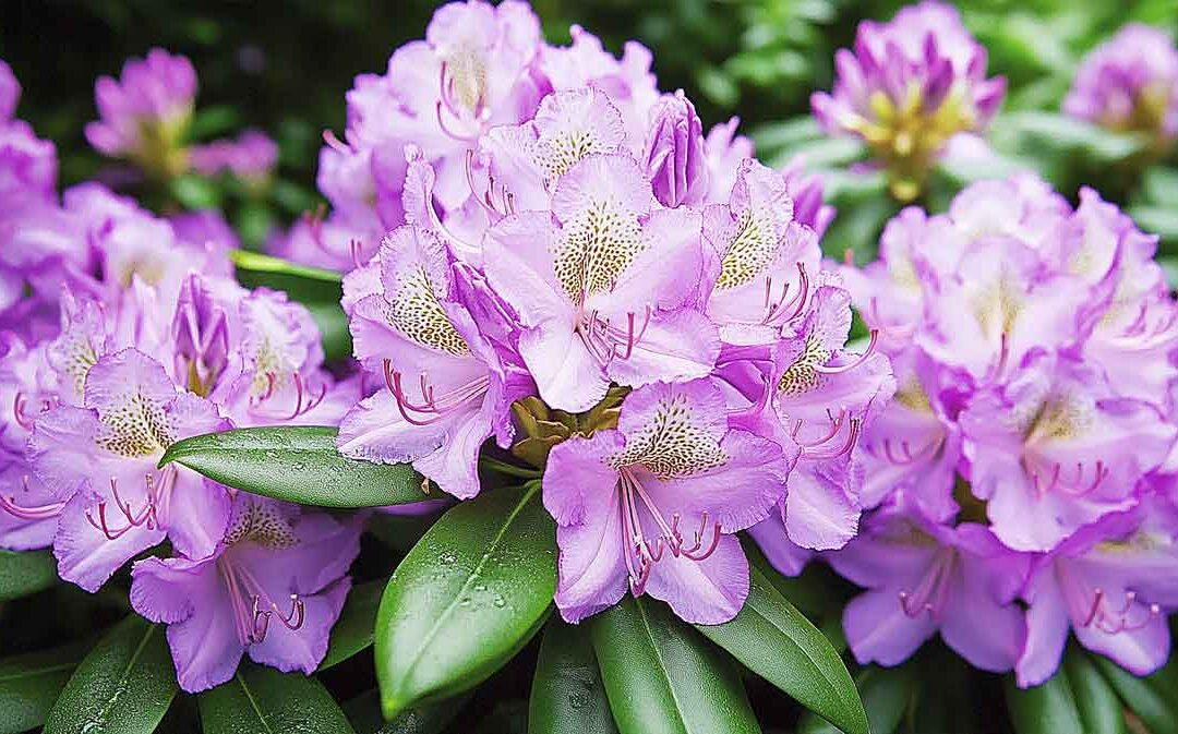 Identifier et traiter la maladie des rhododendrons dans votre jardin