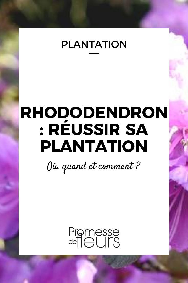 Rhododendron feuilles