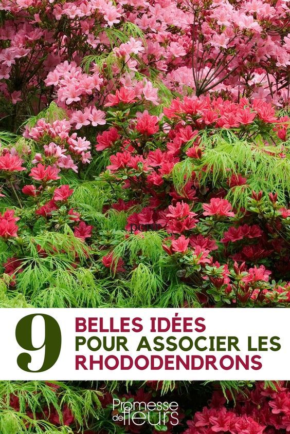 Maladie rhododendron jardin