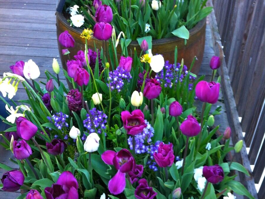 Les inconvénients du tulipier de Virginie pour votre jardin urbain