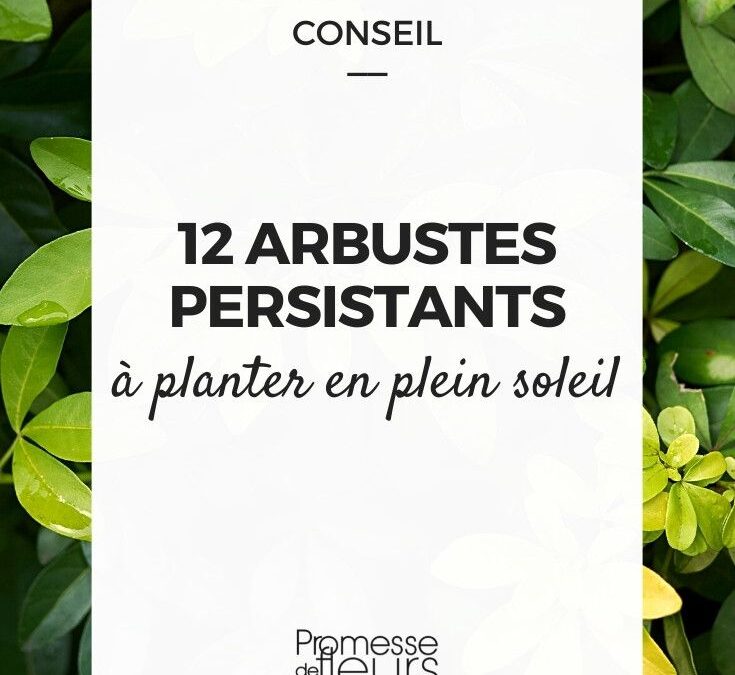 Arbustes pour plein soleil et floraison prolongée : guide et conseils