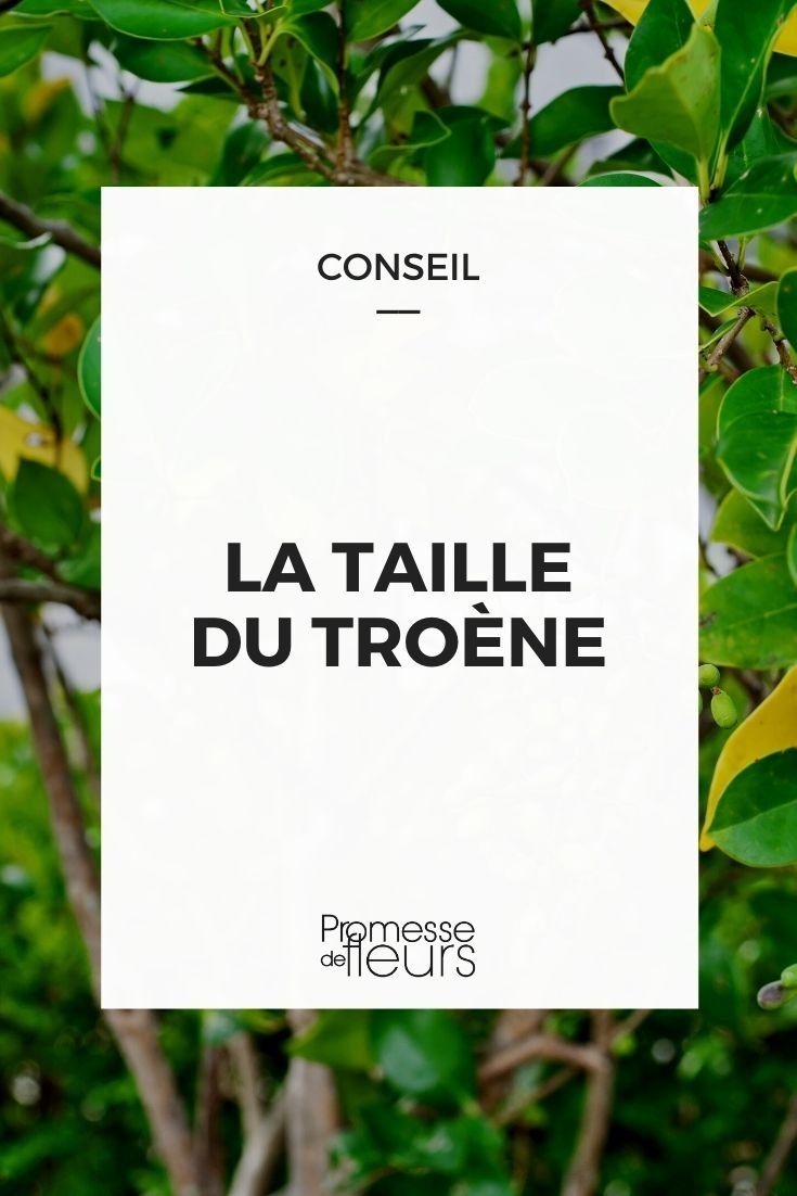 Platane murier traitement