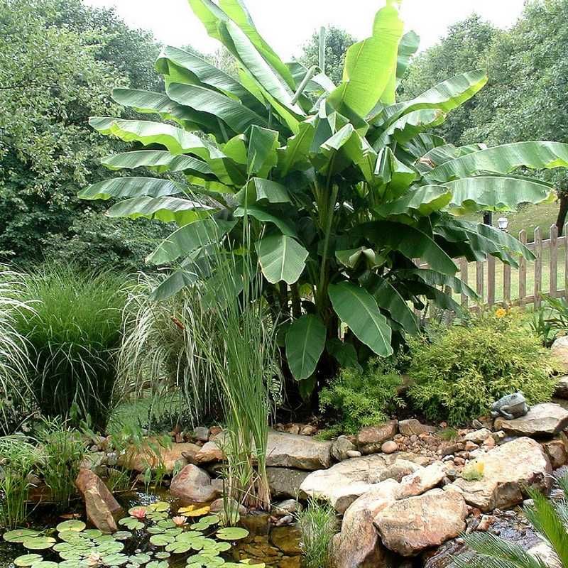 Platane murier traitement