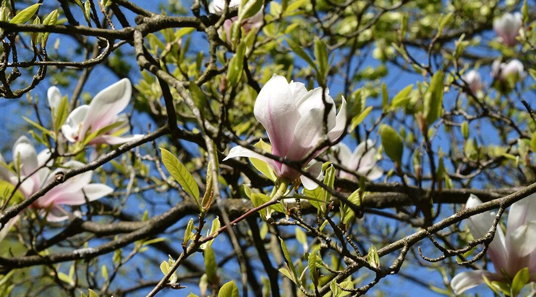 Guide pratique : réussir la bouture de magnolia étape par étape