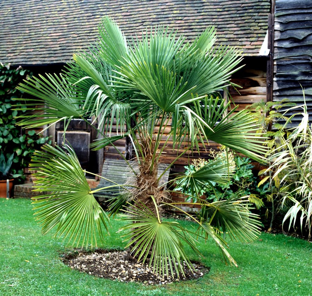 Platane murier traitement