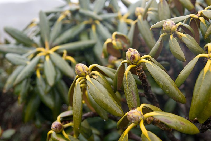 Maladie rhododendron jardin