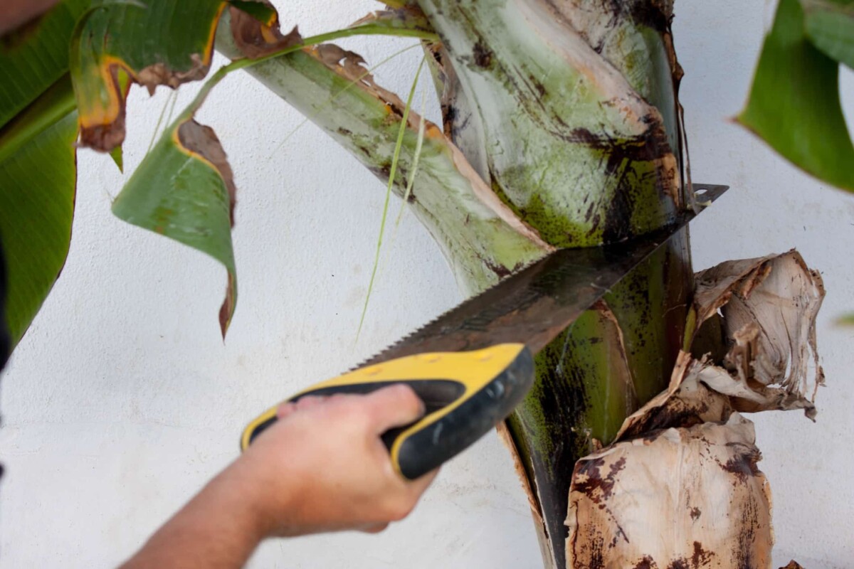 Platane murier feuilles