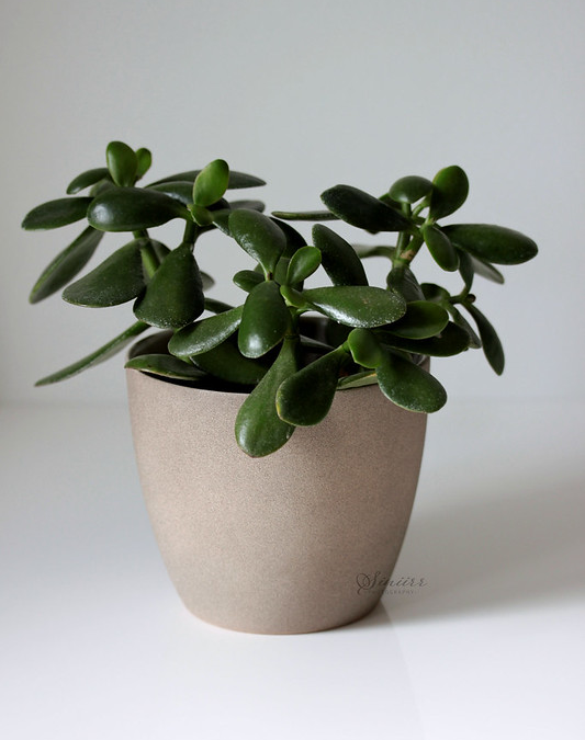 Arbre de jade chambre : conseils pour une décoration apaisante et zen