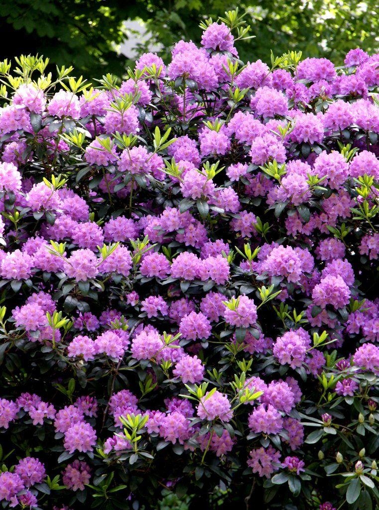 Rhododendron feuilles