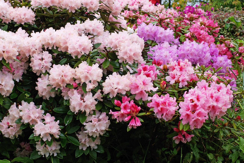 Rhododendron feuilles