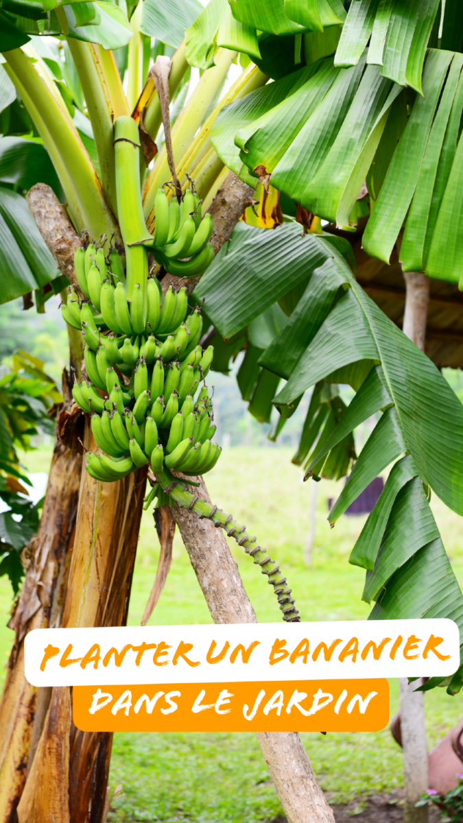 Platane murier feuilles