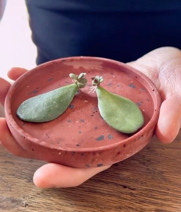 Problèmes de l’arbre de jade : identifier et traiter les maladies courantes