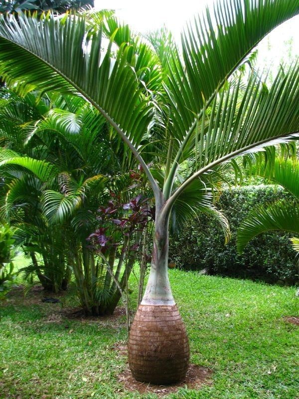 Platane murier traitement