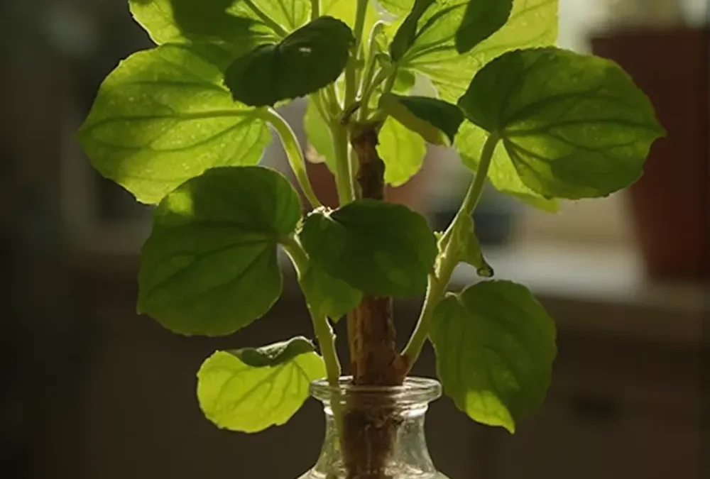 Bouturage d’hortensia dans l’eau : guide étape par étape pour réussir