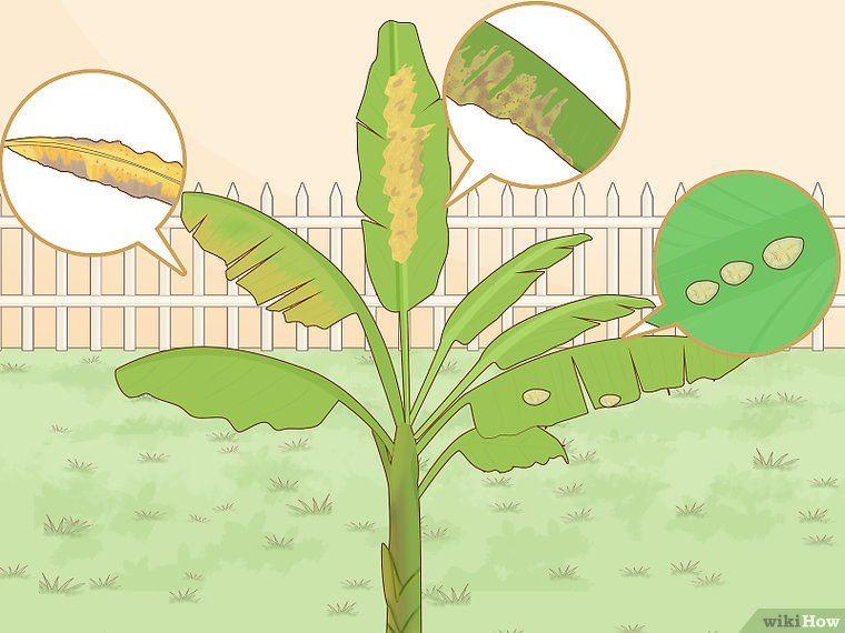 Platane murier traitement