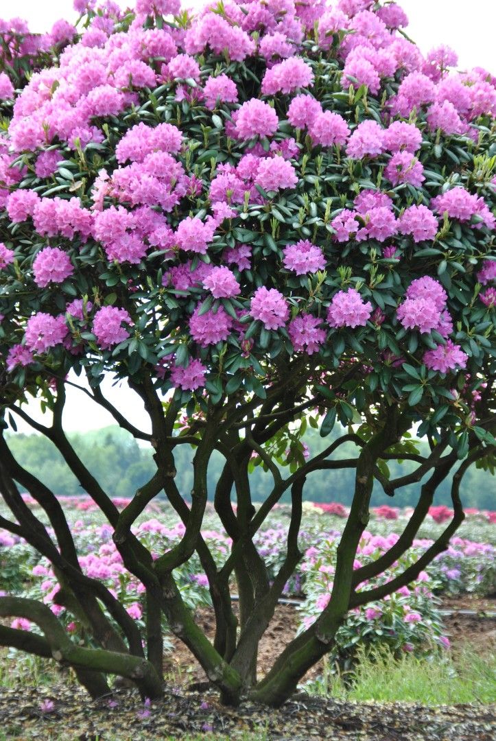 Maladie rhododendron jardin